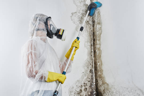 Best Mold Remediation for Specific Building Types in Lexington, VA