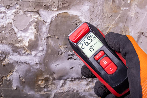 Best Emergency Mold Remediation in Lexington, VA