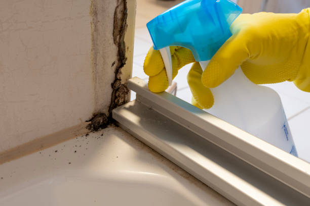  Lexington, VA Mold Removal Pros