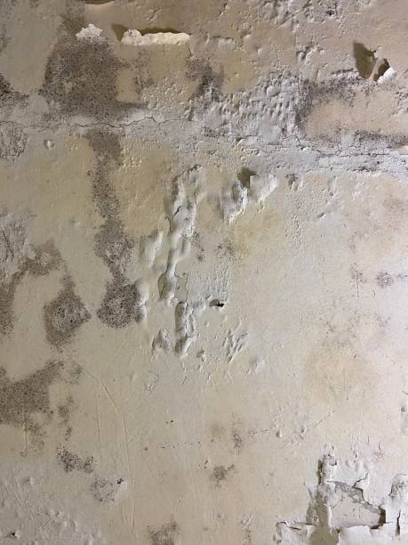 Best Insurance-Related Mold Remediation in Lexington, VA