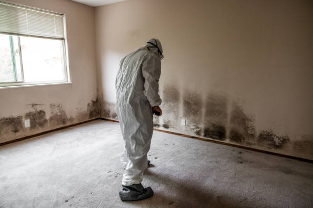 Best Black Mold Remediation in Lexington, VA