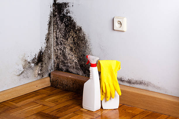 Best White Mold Remediation in Lexington, VA