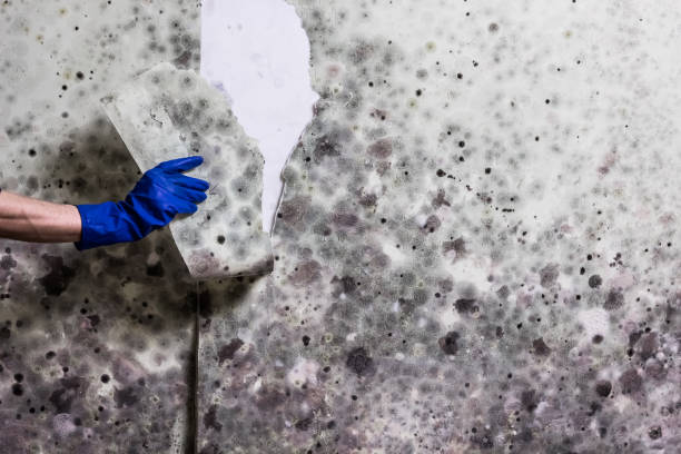 Best Health and Safety Mold Remediation in Lexington, VA